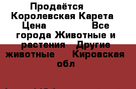 Продаётся!     Королевская Карета › Цена ­ 300 000 - Все города Животные и растения » Другие животные   . Кировская обл.